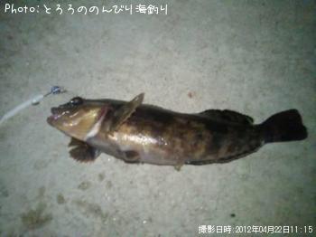 アイナメ