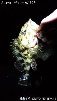 カサゴ
