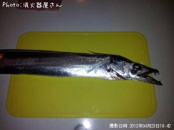 タチウオ