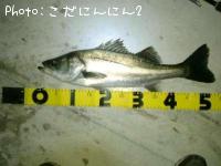 Х