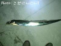 太刀魚
