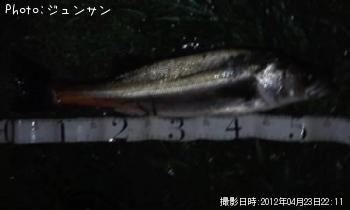 シーバス