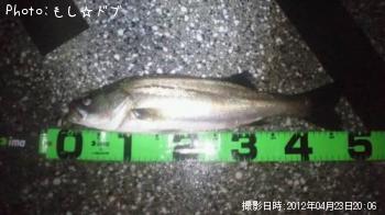 フッコ