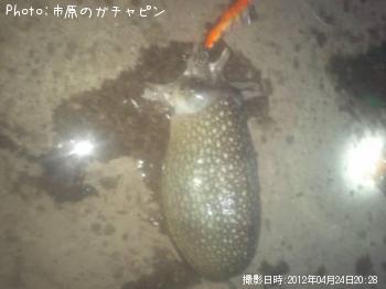 シリヤケイカ