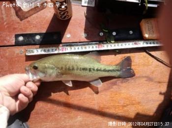 ブラックバス