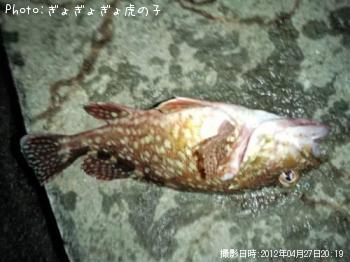 カサゴ