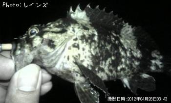 ムラソイ