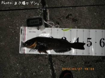 アイナメ
