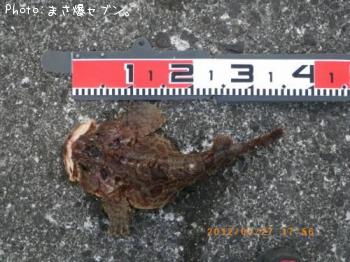 ケムシカジカ