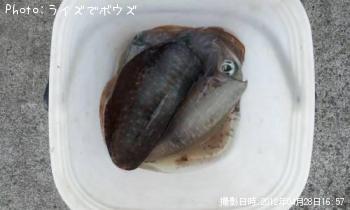 アオリイカ