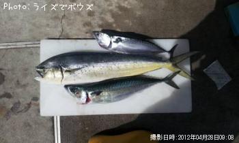 シイラ