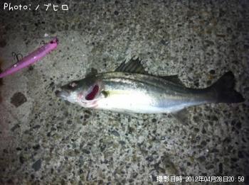 シーバス