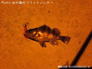 メバル