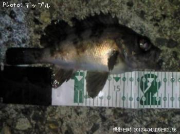 メバル