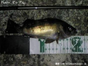 メバル