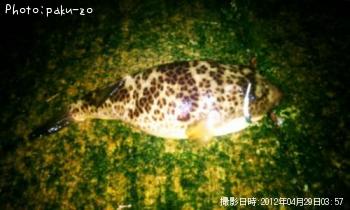 河豚