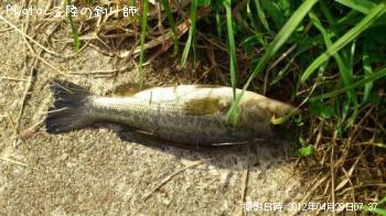ブラックバス