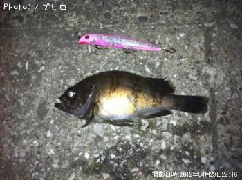 メバル