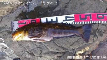 ʥ
