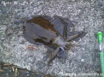 アオリイカ