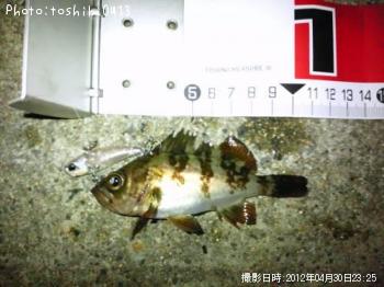 メバル