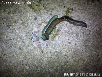 バチ