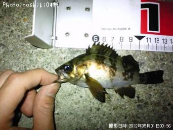 メバル
