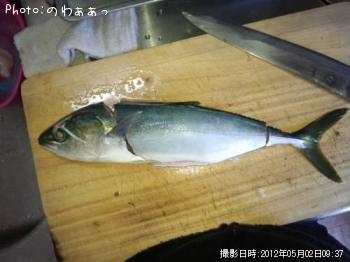 コノシロ