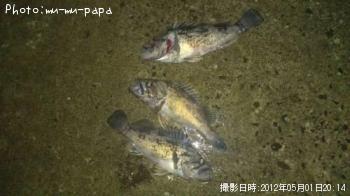 ソイ