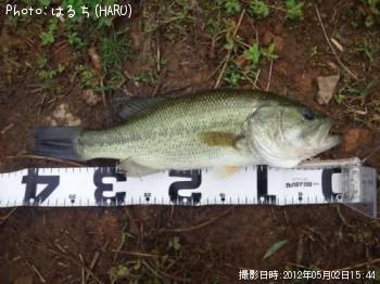 ブラックバス