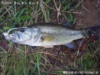 ブラックバス