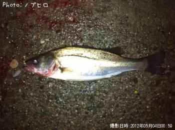 シーバス