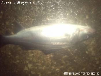 シーバス