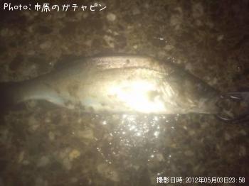 シーバス