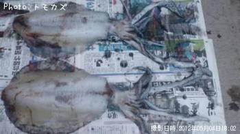 ミズイカ