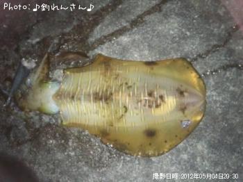 水烏賊