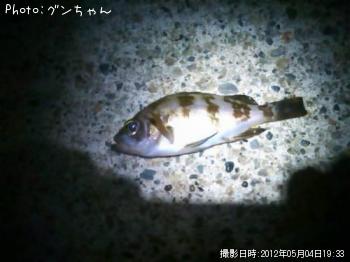 メバル