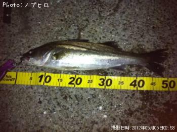 シーバス