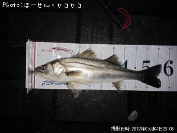 シーバス