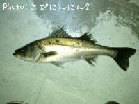 シーバス