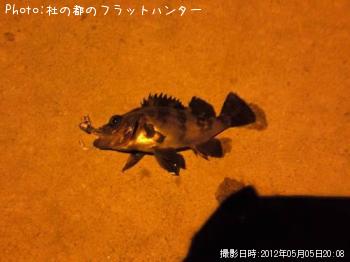 メバル