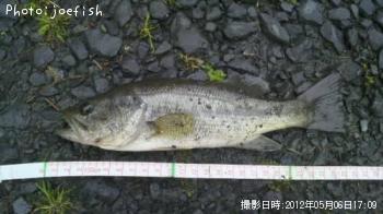 ブラックバス