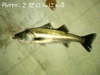 シーバス