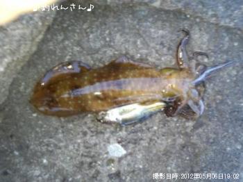 水烏賊
