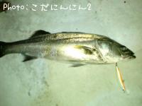 シーバス