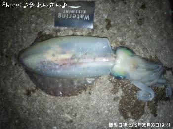 水烏賊