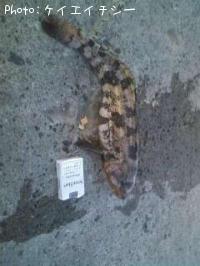 ʥ