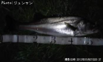 シーバス
