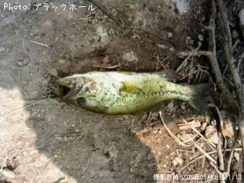 ブラックバス