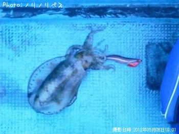 アオリイカ